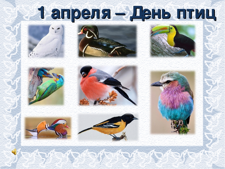 Птицы наши друзья классный час. День птиц. Птицы наши друзья. Апрель день птиц. Международный день птиц заставка.